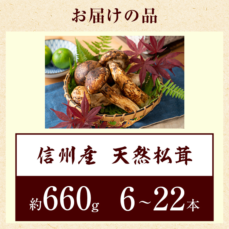 信州産「天然松茸」（約660g/6～22本）