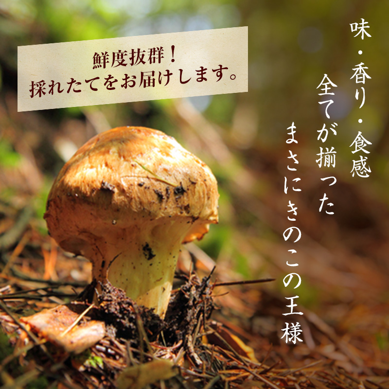 信州産「天然松茸」（約880g/8～29本）|JALふるさと納税|JALのマイルがたまるふるさと納税サイト