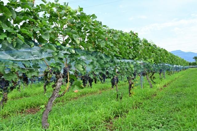 鱿«ã«æ¥œãã 倧人ã®é£²ã¿æ¯ã¹äœéš åæ§ãæ¥œããå¡©å°»ã¹ããŒã¯ãªã³ã°3éž | ã¯ã€ã³ ããã ã¯ã€ã³ ã¹ããŒã¯ãªã³ã°ã¯ã€ã³ ãé
ããã é
ãã ã¡ã«ã ã㌠ãã€ã¢ã¬ã© äºäžããã æèŸ²å ã¢ã«ãã¹ ä¿¡æ¿ã¯ã€ã³ å¡©å°»åž é·éç ä¿¡å·