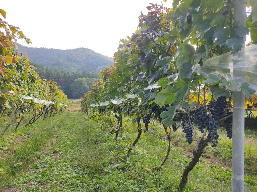 霧訪山シードル 塩尻市産 メルロー | 塩尻ワイン ワイン 赤 メルロー 霧訪山シードル 無添加 無濾過 酒 長野県 塩尻市