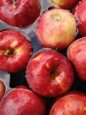 霧訪山シードル 塩尻市産りんご使用 林檎微発泡（シードル） | 塩尻ワイン ワイン りんご 微発砲 霧訪山シードル 無添加 無濾過 酒 長野県 塩尻市