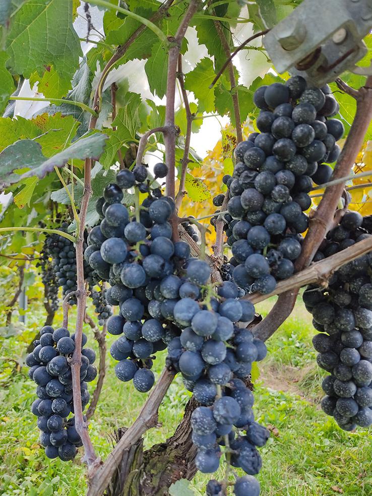 霧訪山シードル ワイン飲み比べ2本セット（メルロー/ピノ・グリ） | 塩尻ワイン ワイン メルロー ピノ・グリ 霧訪山シードル 無添加 無濾過 酒 長野県 塩尻市