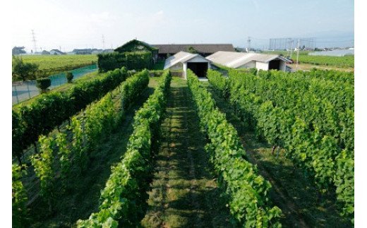 シャトー・メルシャン塩尻メルローと桔梗ケ原ロゼのセット