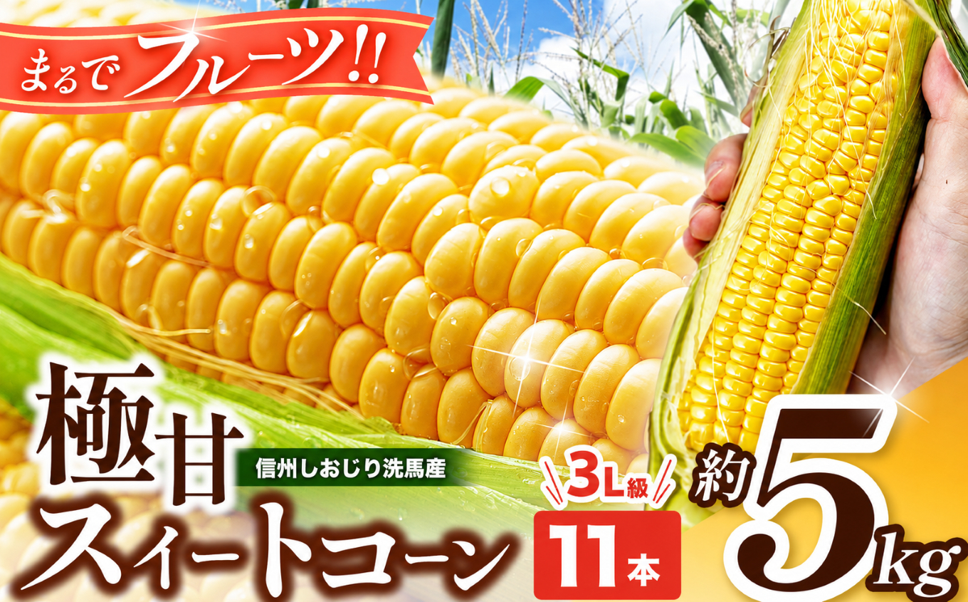 【2026年先行予約】 極甘スイートコーン 3L級 11本 約5kg （高原野菜の名産地　信州しおじり洗馬産）【7月末～8月中旬にかけて順次発送予定】| 野菜 とうもろこし トウモロコシ スイートコーン イエロー種 洗馬 朝採り 長野県 塩尻市