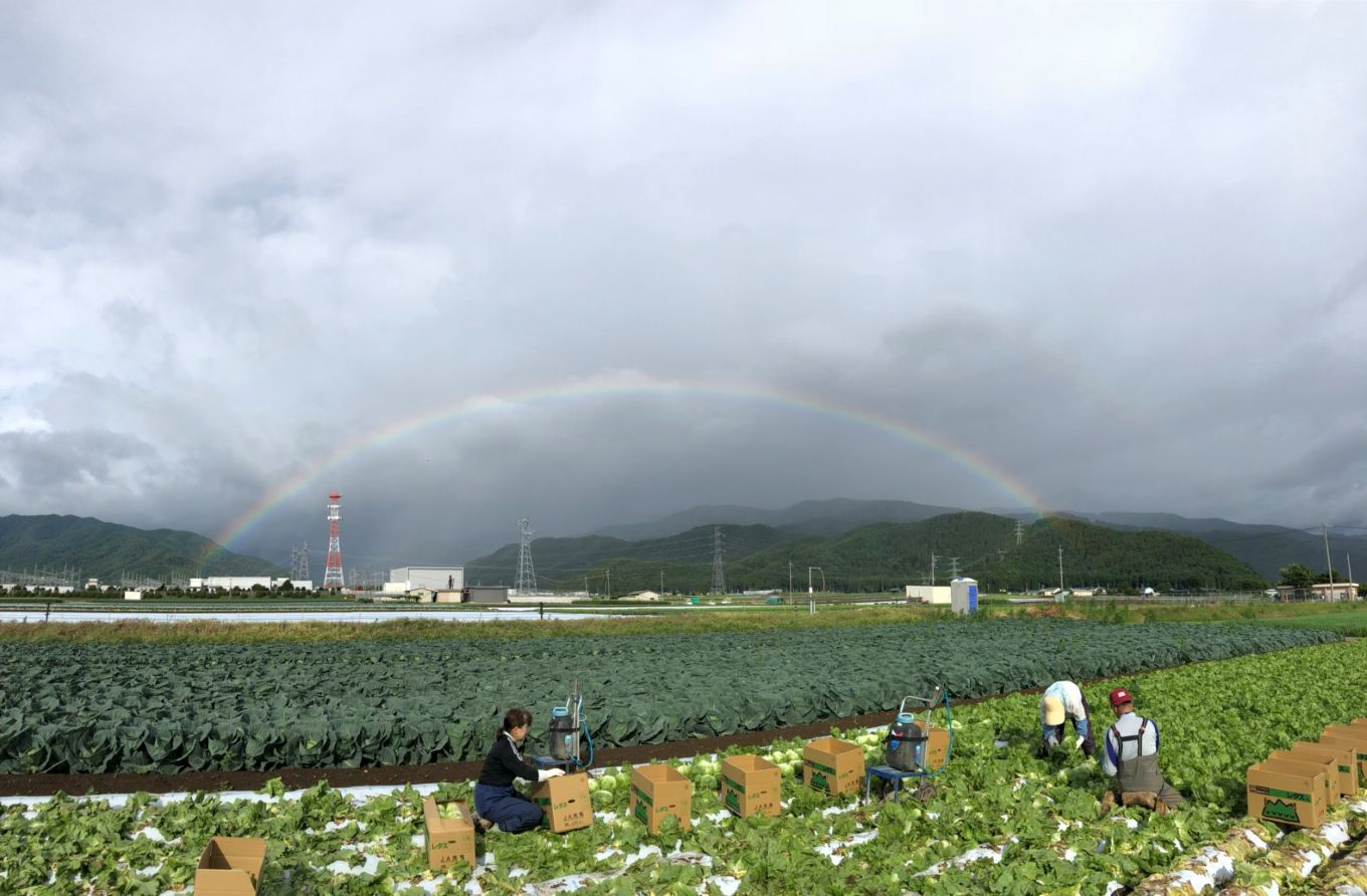 【2026年先行予約】 極甘スイートコーン 3L級 11本 約5kg （高原野菜の名産地　信州しおじり洗馬産）【7月末～8月中旬にかけて順次発送予定】| 野菜 とうもろこし トウモロコシ スイートコーン イエロー種 洗馬 朝採り 長野県 塩尻市