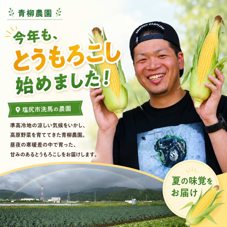 【2026年先行予約】 極甘スイートコーン 3L級 11本 約5kg （高原野菜の名産地　信州しおじり洗馬産）【7月末～8月中旬にかけて順次発送予定】| 野菜 とうもろこし トウモロコシ スイートコーン イエロー種 洗馬 朝採り 長野県 塩尻市