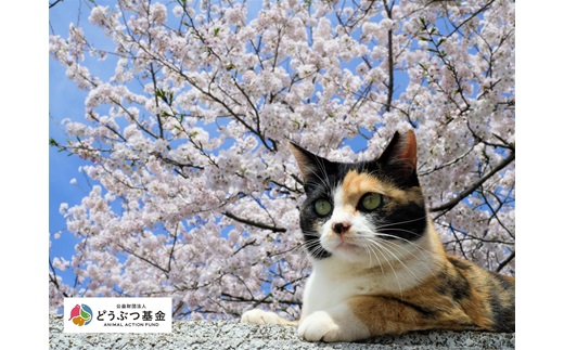 マグネット桜猫　5個入り2セット[6161072][野良猫保護支援 保護猫 ねこ のらねこ さくらねこ どうぶつ基金 マグネット 磁石]