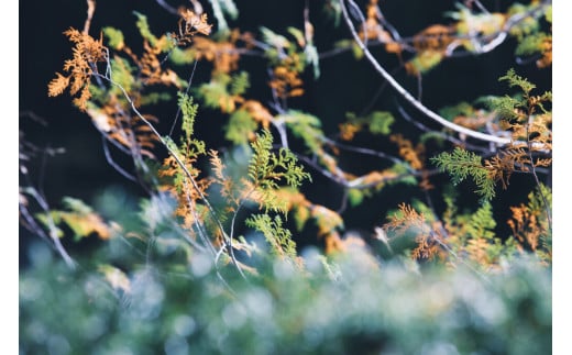 LA TERRA ã宿æ³ãã±ãã 5äžåå | ãã±ãã 宿æ³ãã±ãã æ
è¡ãã±ãã ãŽã£ã© å®¿æ³ æ
è¡ åœå
æ
è¡ èªç¶ é·éç å¡©å°»åž