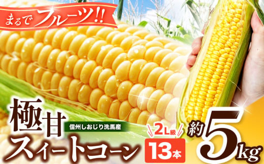 【2026年先行予約】 極甘スイートコーン 2Ｌ級 13本 約5kg （高原野菜の名産地　信州しおじり洗馬産）【7月末～8月中旬にかけて順次発送予定】| 野菜 とうもろこし トウモロコシ スイートコーン イエロー種 洗馬 朝採り 長野県 塩尻市