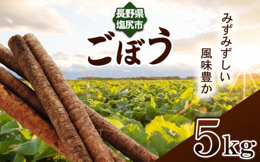 【格別の品質と味！】ごぼう 約 5kg ≪風味豊かな味わい≫ | 野菜 やさい 根菜 ごぼう ゴボウ 健康 食物繊維 長野県 塩尻市