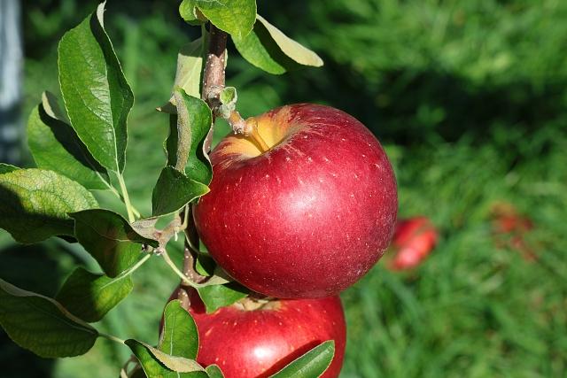 《果汁１００％》 アルプス信州りんご ・ もも ストレートジュースセット 710ml×2本 ≪化粧箱入り≫ | りんご りんごジュース ジュース アップルジュース 桃 白桃 桃ジュース セット アルプス ストレート ストレートジュース 飲み比べ 710ml 果汁飲料 長野県産 信州 塩尻市 長野県