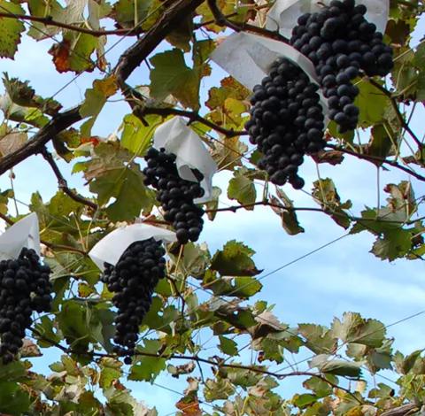 信濃ワイン 信濃桔梗ヶ原メルロ｜ ワイン わいん 信濃ワイン 桔梗ヶ原 メルロ 樽熟成 長野県 塩尻市