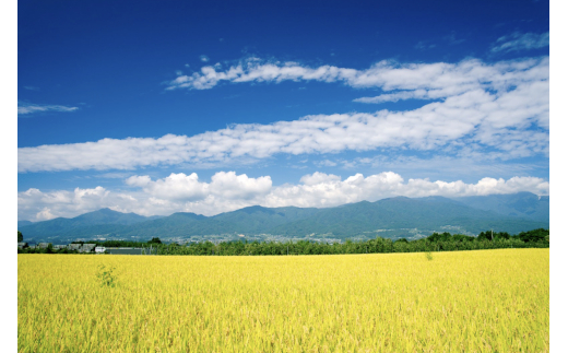 閾ェ辟カ譬ス蝓ケ繧ウ繧キ繝偵き繝ェ蟆丞、ェ驛守アウシ育イセ邀ウ蜃コ闕キシ5Kgス懃アウ 縺薙@縺イ縺九j 繧ウ繧キ繝偵き繝ェ 逋ス邀ウ 縺顔アウ 閾ェ辟カ譬ス蝓ケ 閾ェ辟カ霎イ豕 辟。霎イ阮ャ 蝪ゥ蟆サ蟶 髟キ驥守恁 菫。蟾