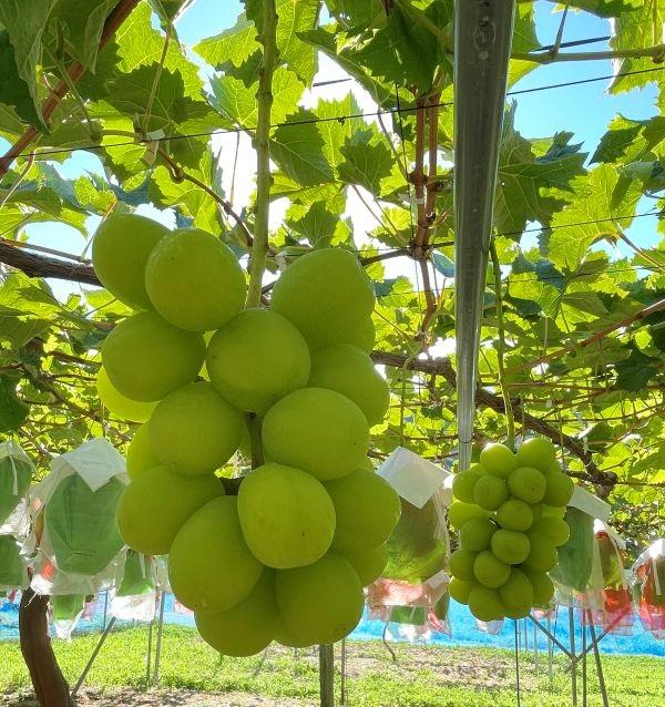 先行予約♪♪シャインマスカット 3房 【9月中旬頃～出荷予定】 | シャイン ぶどう 葡萄 ブドウ くだもの 果物 フルーツ マスカット しゃいん ますかっと 先行 先行予約 長野県 塩尻市