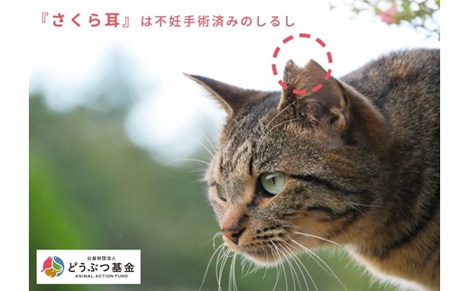 マグネット桜猫　5個入り10セット[6161071][野良猫保護支援 保護猫 ねこ のらねこ さくらねこ どうぶつ基金 マグネット 磁石]