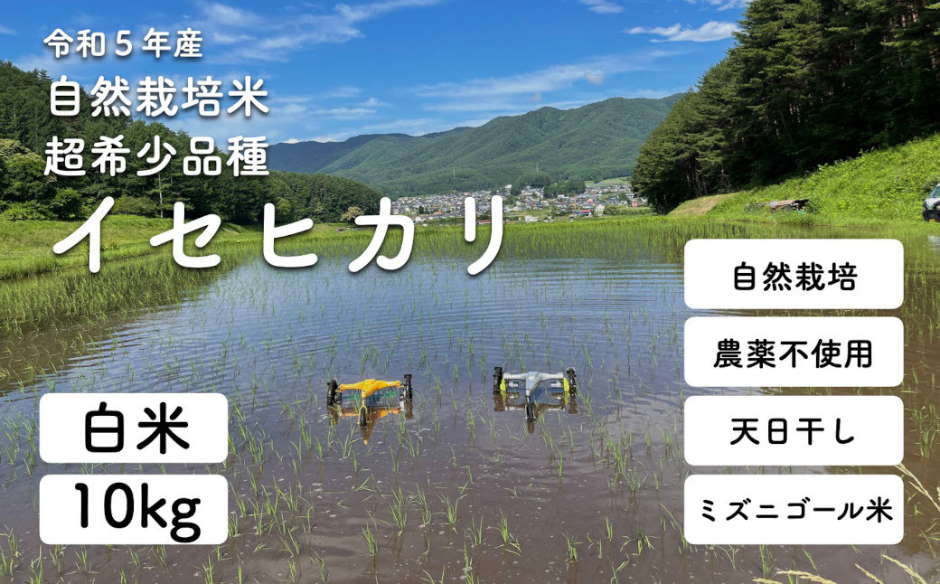 令和5年産 自然栽培(農薬・肥料不使用、天日干し)イセヒカリ 10kg 白米