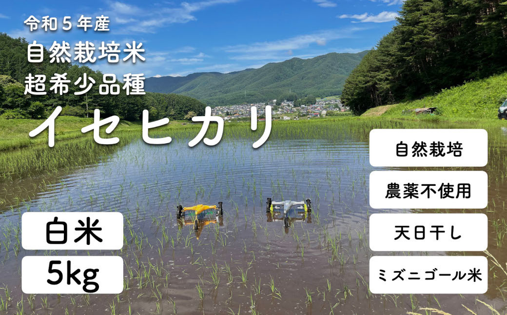 令和5年産 自然栽培(農薬・肥料不使用、天日干し)イセヒカリ 5kg 白米