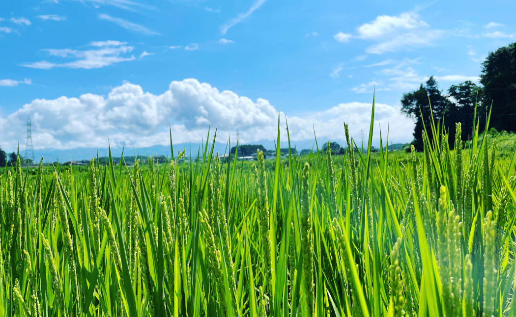 令和5年産 自然栽培(農薬・肥料不使用、天日干し)イセヒカリ 10kg 白米