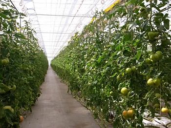 【ノムさんのトマト】トマトケチャップとトマトソースの詰め合わせ