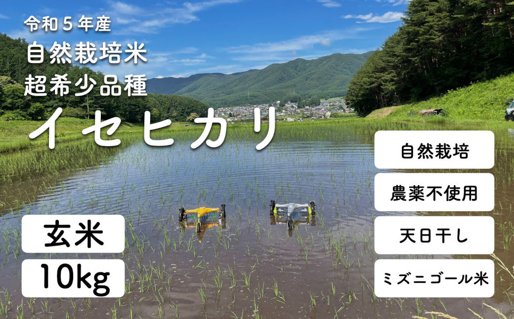 令和5年産 自然栽培(農薬・肥料不使用、天日干し)イセヒカリ 10kg 玄米