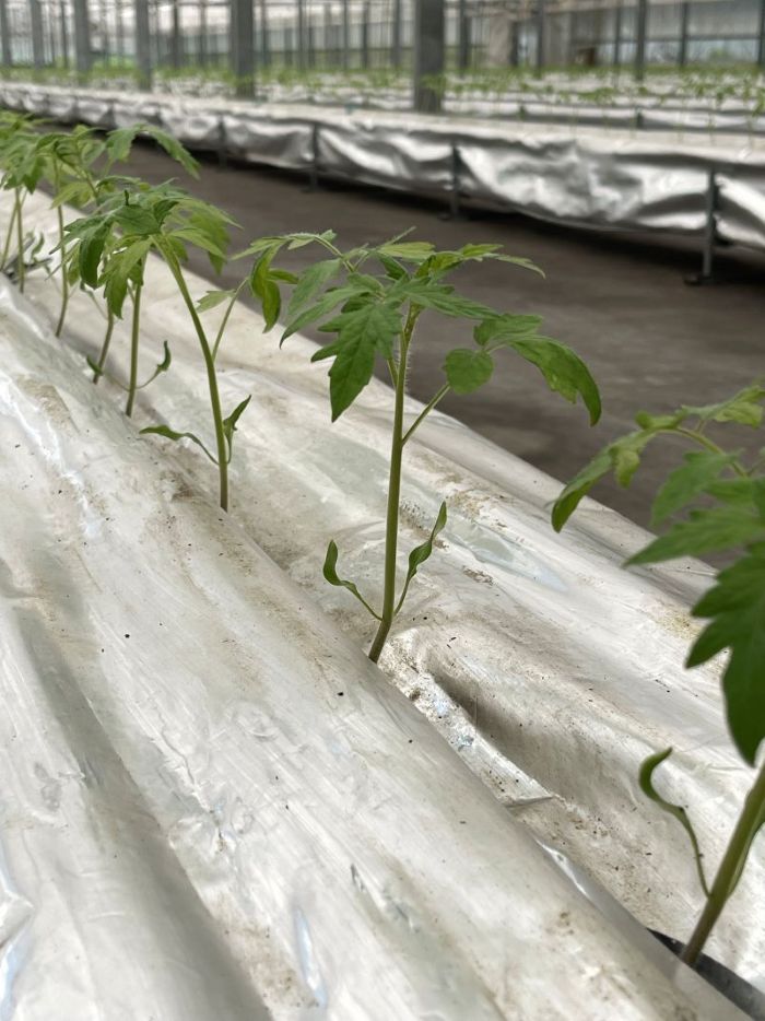 【ノムさんのトマト】トマトケチャップとトマトソースの詰め合わせ