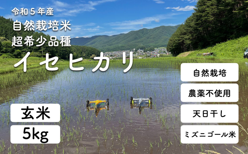 令和5年産 自然栽培(農薬・肥料不使用、天日干し)イセヒカリ 5kg 玄米