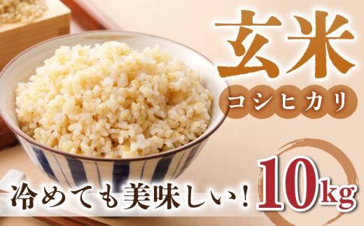 玄米10kg（5kg×2袋）冷めても美味しいコシヒカリ【小田農園】　　｜最短4～7日程度でお届け　※着日指定不可