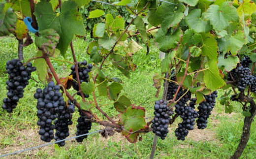 赤ワイン （ピノ・ノワール、メルロー）2021ヴィンテージセット、合計2本【アトリエデュヴァン】長野 東御 東御ワイン 辛口 日本ワイン 飲み比べ 赤ワイン 白ワイン 長野ワイン ワイン 白ワイン 辛口