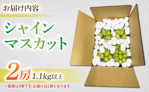 ãå
è¡åä»2026幎çºéãã·ã£ã€ã³ãã¹ã«ãã2æ¿ã1.1kg以äžâ»2026幎9æäžæ¬ä»¥éé æ¬¡çºéãé·éçæ±åŸ¡åžç£ã