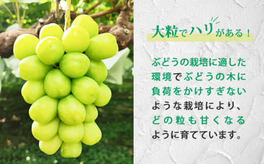 ãå
è¡åä»2026幎çºéãã·ã£ã€ã³ãã¹ã«ãã2æ¿ã1.1kg以äžâ»2026幎9æäžæ¬ä»¥éé æ¬¡çºéãé·éçæ±åŸ¡åžç£ã