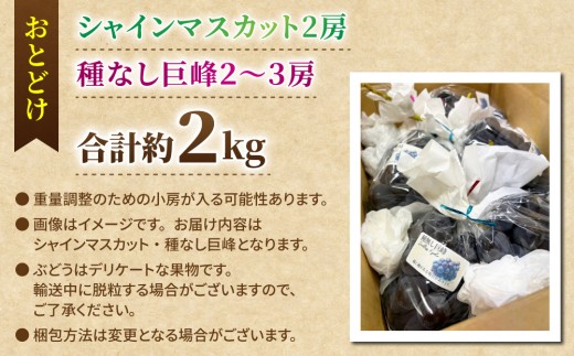 ãå
è¡åä»2026幎çºéãã·ã£ã€ã³ãã¹ã«ããïŒçš®ãªãå·šå³°ãåèšçŽ2kgè¯åãµã€ãºè²ã
è©°ãåããã»ããâ»2026幎8æäžæ¬ä»¥éçºéäºå® â»ææãåææ¥çºéäŒã¿ïœRuga grape farm