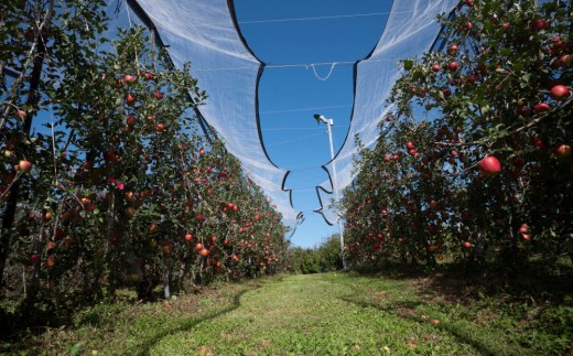 果汁100％りんごジュース（シナノスイート）３本【飯島りんご園】