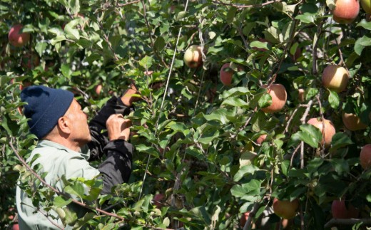 果汁100％りんごジュース（シナノスイート）３本【飯島りんご園】