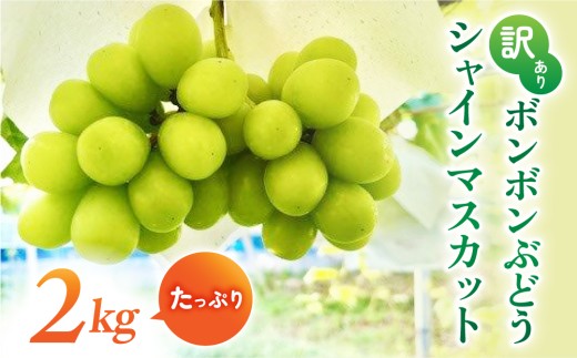 【先行受付2026年発送】訳アリボンボンぶどう！シャインマスカットたっぷり2kg｜信州東御ぶどう園　※2026年10月上旬以降発送