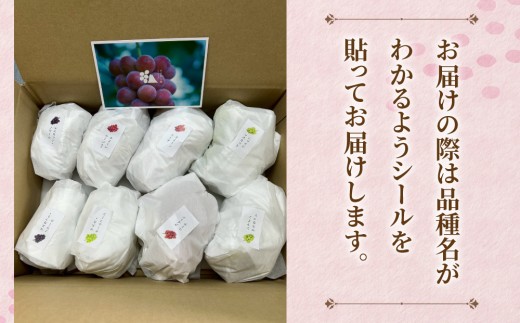 【先行受付2026年発送】農家直送！贈答用3色ぶどうの詰め合わせセット 3kg（6～10房）｜おぎはら園（シャインマスカット、種なし巨峰、ナガノパープル 、クイーンニーナ、クイーンルージュ(R)など）　※2026年9月中旬～10月上旬順次発送