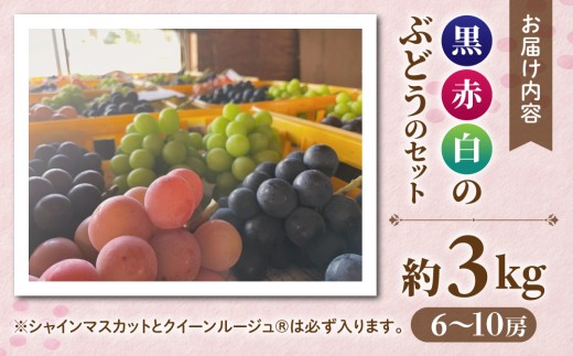【先行受付2026年発送】農家直送！贈答用3色ぶどうの詰め合わせセット 3kg（6～10房）｜おぎはら園（シャインマスカット、種なし巨峰、ナガノパープル 、クイーンニーナ、クイーンルージュ(R)など）　※2026年9月中旬～10月上旬順次発送