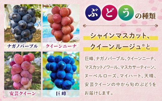 【先行受付2026年発送】農家直送！贈答用3色ぶどうの詰め合わせセット 3kg（6～10房）｜おぎはら園（シャインマスカット、種なし巨峰、ナガノパープル 、クイーンニーナ、クイーンルージュ(R)など）　※2026年9月中旬～10月上旬順次発送