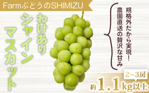 【先行受付2026年発送】わけありシャインマスカット約1.1kg（2～3房）｜清水農園 ※2026年9月上旬以降順次発送予定※月曜日、金曜日の発送はお休み