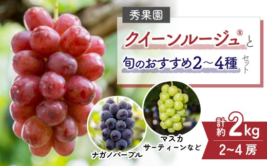 【先行受付2026年発送】クイーンルージュ(R)と旬のおすすめ2～4種セット（合計3～4房、約2kg）｜秀果園　※2026年9月中旬以降発送予定