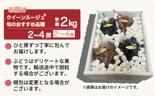 【先行受付2026年発送】クイーンルージュ(R)と旬のおすすめ2～4種セット（合計3～4房、約2kg）｜秀果園　※2026年9月中旬以降発送予定