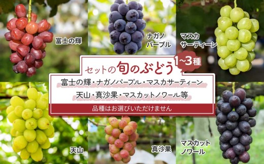【先行受付2026年発送】クイーンルージュ(R)と旬のおすすめ2～4種セット（合計3～4房、約2kg）｜秀果園　※2026年9月中旬以降発送予定