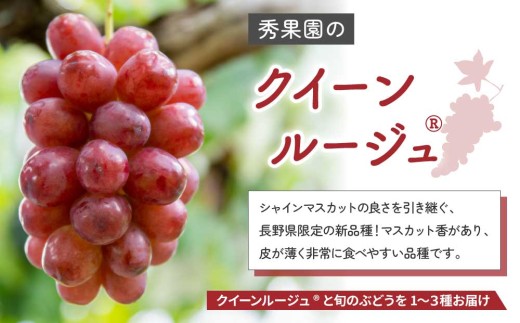 【先行受付2026年発送】クイーンルージュ(R)と旬のおすすめ2～4種セット（合計3～4房、約2kg）｜秀果園　※2026年9月中旬以降発送予定
