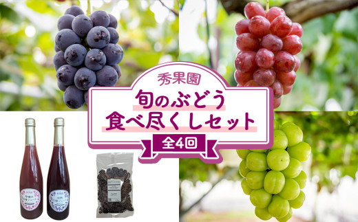 【先行受付2026年発送】旬のぶどう食べ尽くしセット4回頒布会（ナガノパープル、クイーンルージュ（R)、シャインマスカット）｜秀果園　※2026年9月下旬以降発送予定