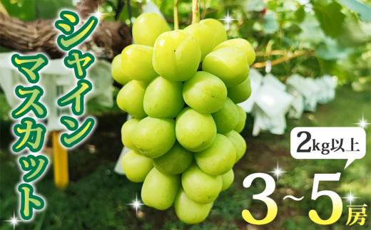 【先行受付2026年発送】シャインマスカット2kg以上（3～5房）｜長野県東御市産※2026年9月中旬～10月中旬頃発送予定
