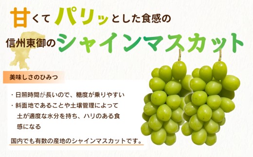 ãå
è¡åä»2026幎çºéãã·ã£ã€ã³ãã¹ã«ãã2kg è¯åãµã€ãºè²ã
è©°ãåããïœRuga grape farmâ»2026幎9æäžæ¬ä»¥éçºéäºå®