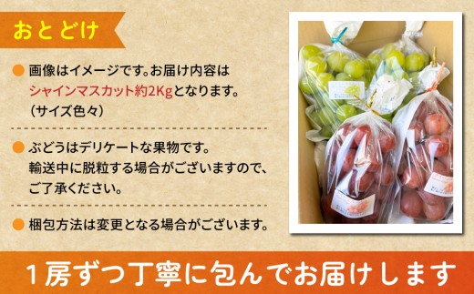 ãå
è¡åä»2026幎çºéãã·ã£ã€ã³ãã¹ã«ãã2kg è¯åãµã€ãºè²ã
è©°ãåããïœRuga grape farmâ»2026幎9æäžæ¬ä»¥éçºéäºå®