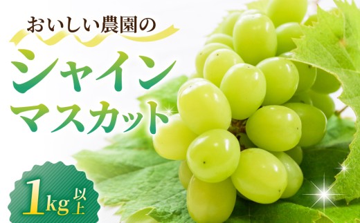 【先行受付2026年発送】農家直送！シャインマスカット1kg以上（2～3房）｜御牧原おいしい農園　※2026年10月上旬～10月下旬頃発送予定