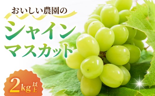 【先行受付2026年発送】農家直送！シャインマスカット2kg以上（4～5房）｜御牧原おいしい農園　※2026年10月上旬以降順次発送