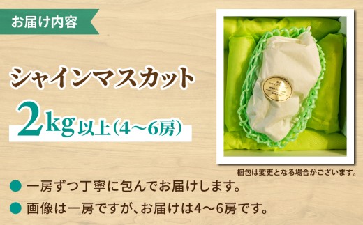 【先行受付2026年発送】農家直送！シャインマスカット2kg以上（4～5房）｜御牧原おいしい農園　※2026年10月上旬以降順次発送