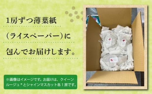 【先行受付2026年発送】農家直送！朝採れシャインマスカット＆クイーンルージュ(R)約1kg（各1房）｜おぎはら園　※2026年9月下旬～10月上旬順次発送